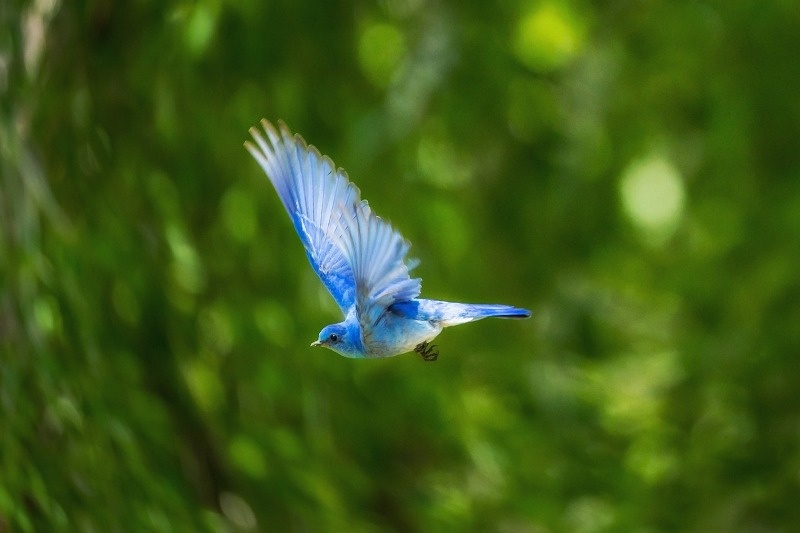 indigo bird watching
