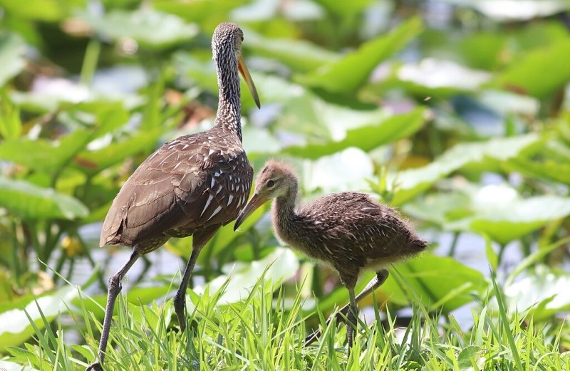 limpkin bird watching