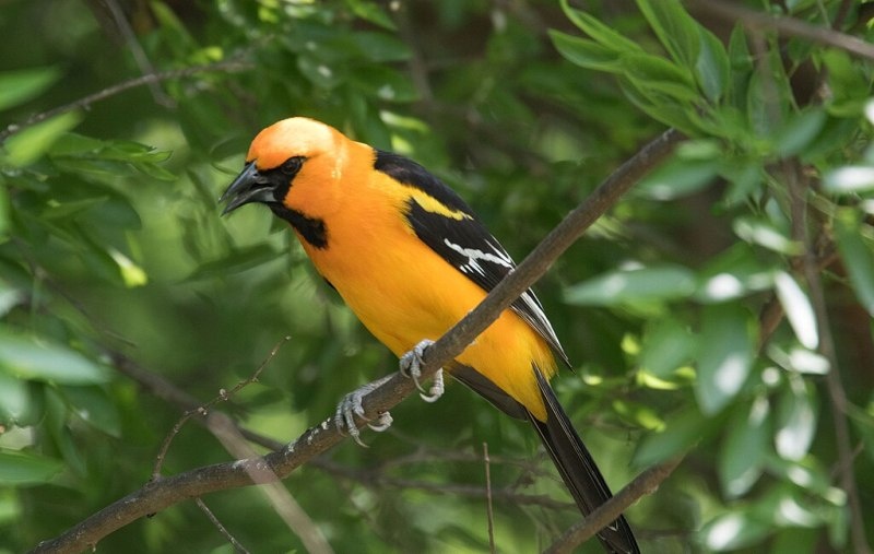 oriole bird watching