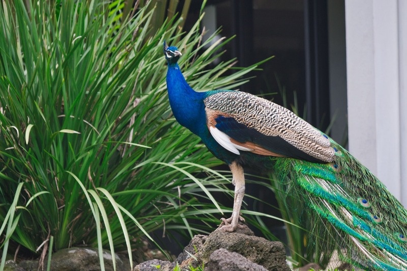 peacock bird watching