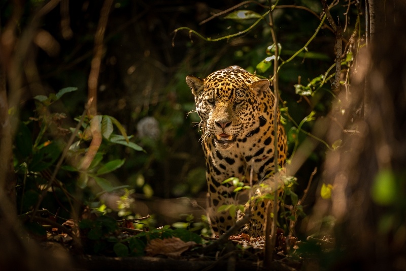 Sandos Blog Jaguar