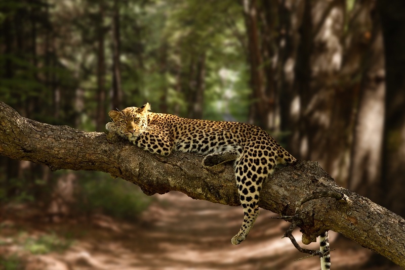 Sandos Blog Jaguar
