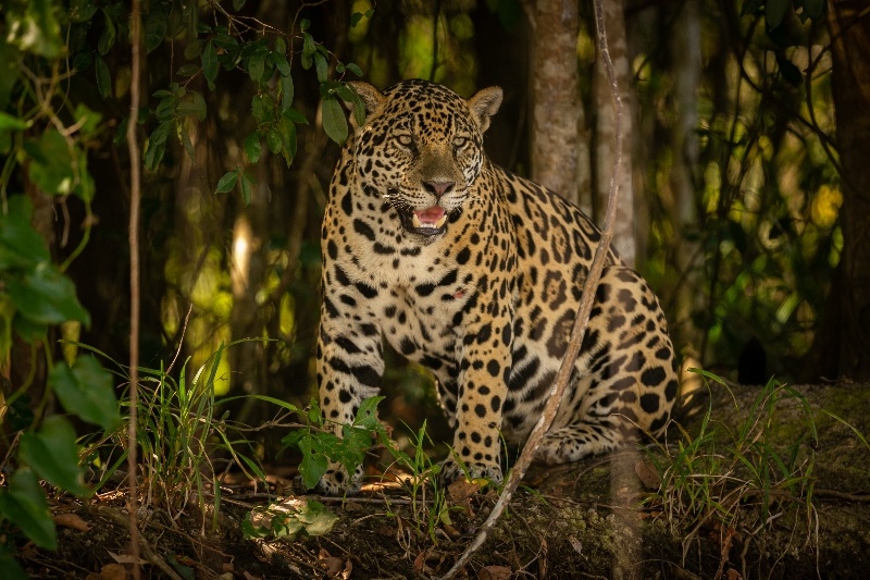 Sandos Blog Jaguar