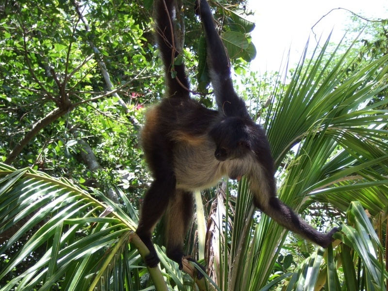 Sandos Blog Spider Monkey