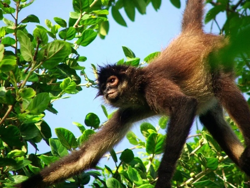 Sandos Blog Spider Monkey