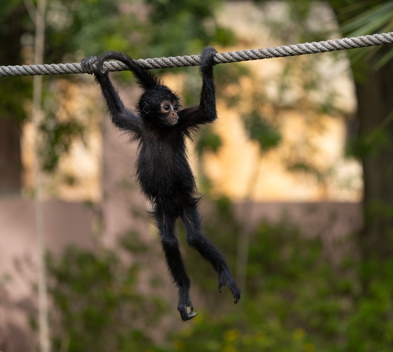Sandos Blog Spider Monkey