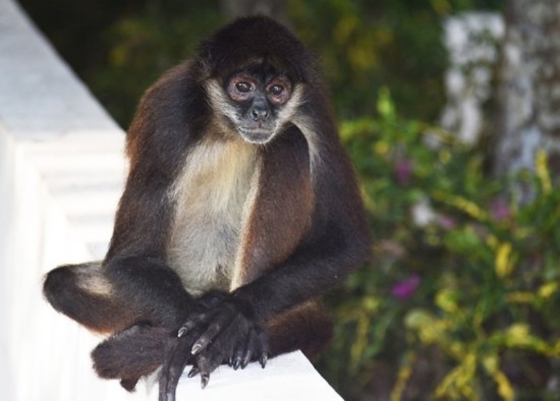 Sandos Blog Spider Monkey