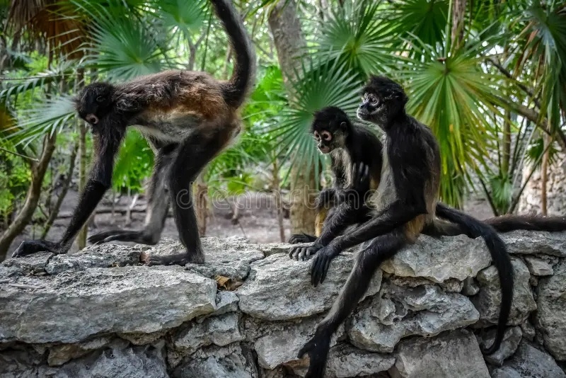 Sandos Blog Spider Monkey