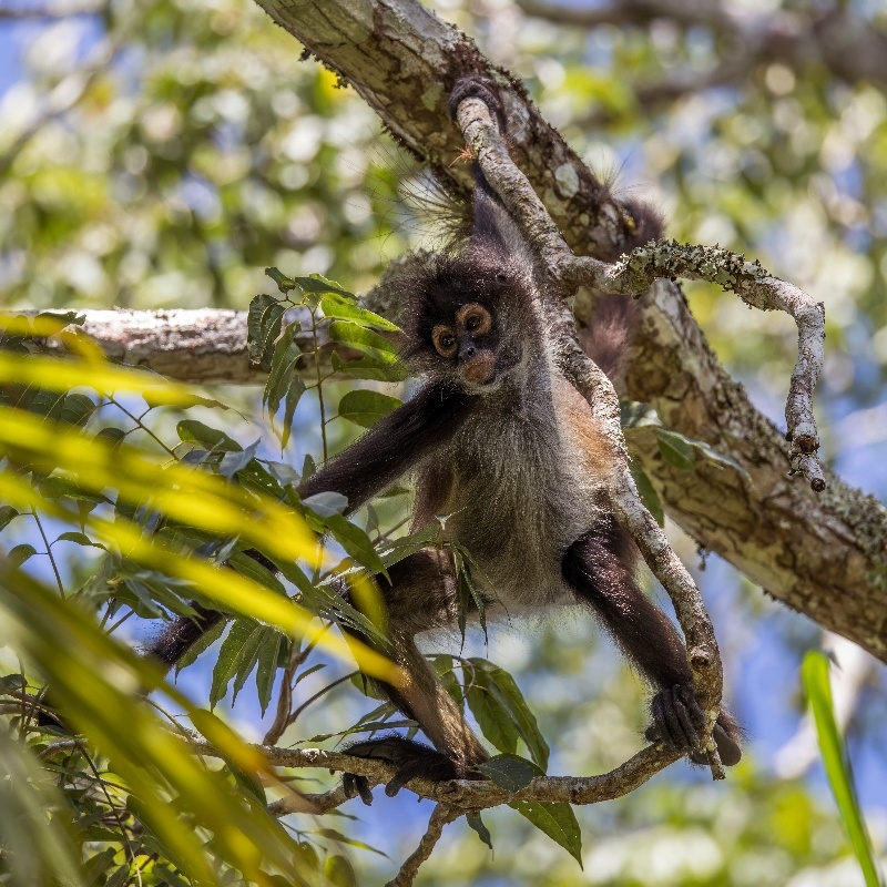 Sandos Blog Spider Monkey