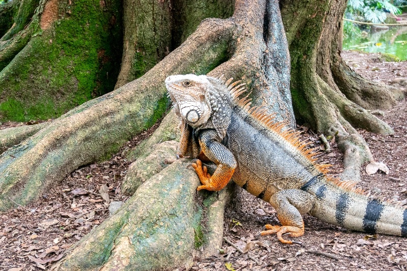 Sandos Blog Amazing Animal