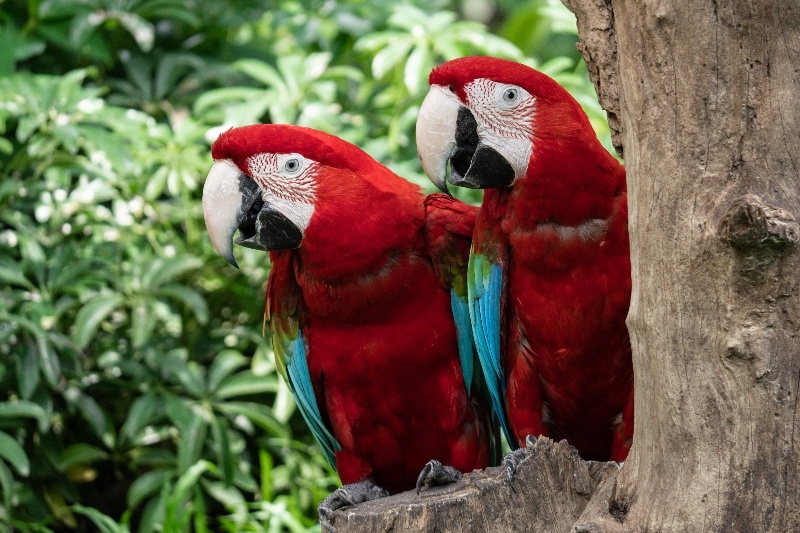 Sandos Blog Amazing Animal