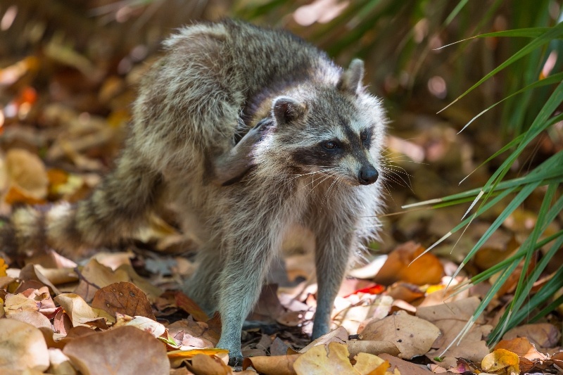 Sandos Blog Amazing Animal