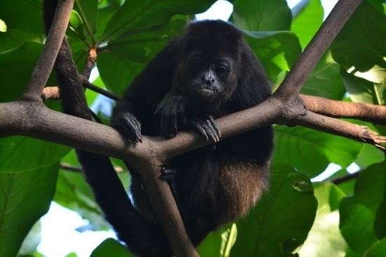 howler monkey