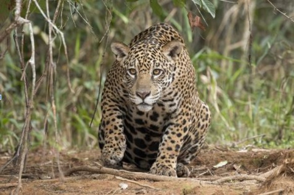 Jaguar 580x387