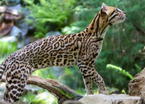 Ocelote 580x387