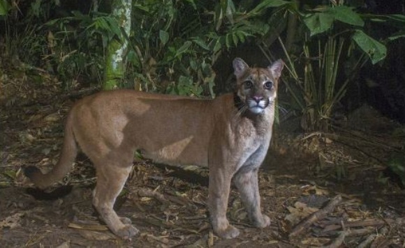 Puma 580x387