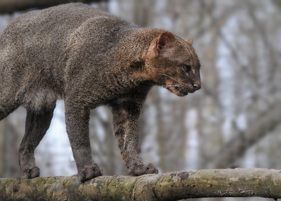 jaguarondi-580x387