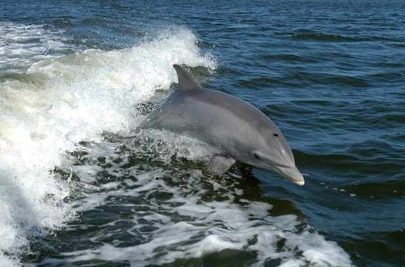 dolphin_sea_580x381