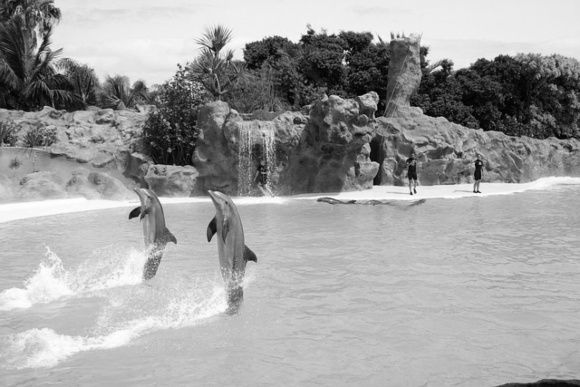 dolphins-580x381