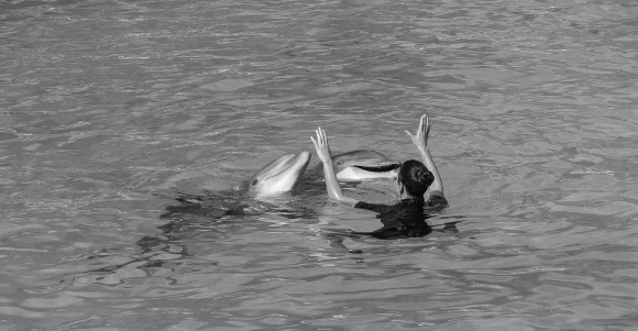 dolphins_580x381_BW