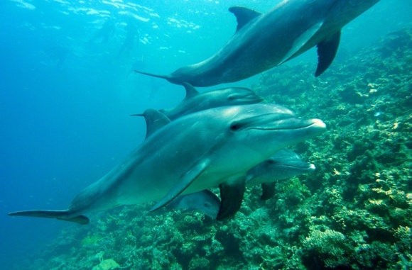 dolphins_sea-580x381