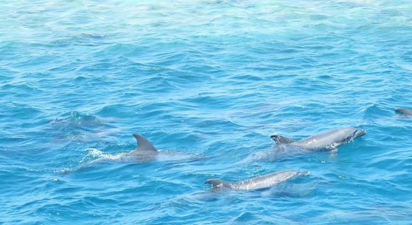 marine-mammals-580x380