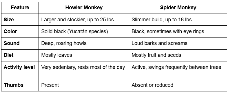 Howler-Monkey-Table_Ing_0826