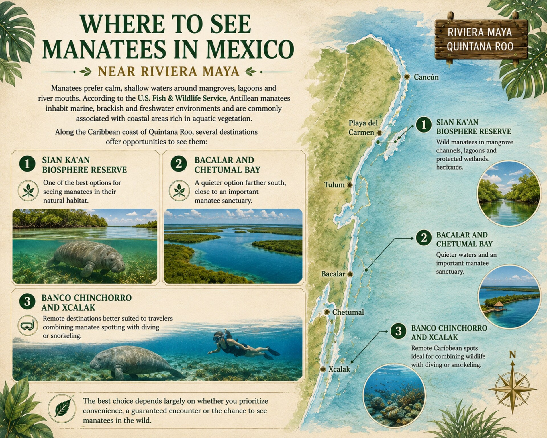 ENGLISH_Where_to_See_Manatees_in_Mexico_Riviera_Maya_HD_ING_EDIT.jpg