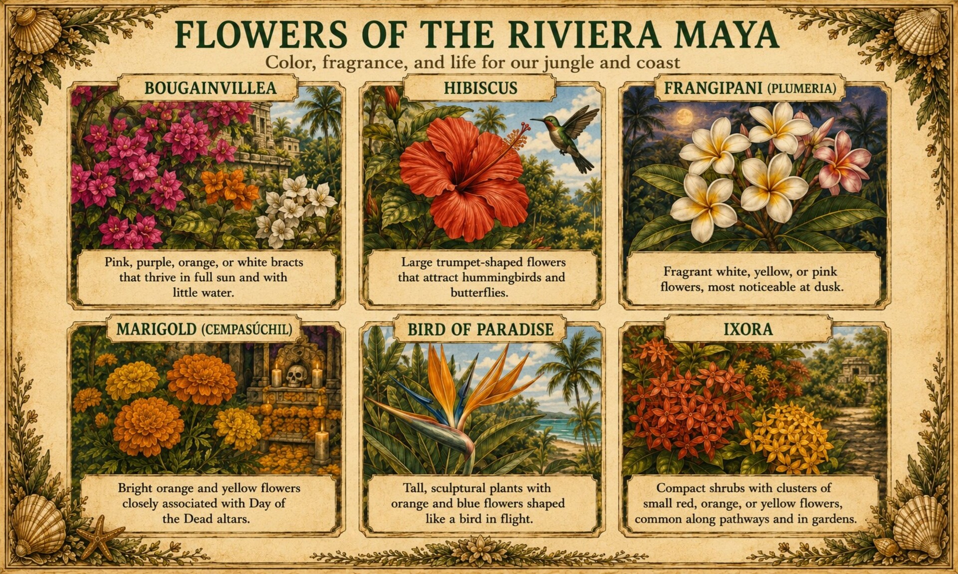 Flowersoftherivieramaya_ENG_EDIT